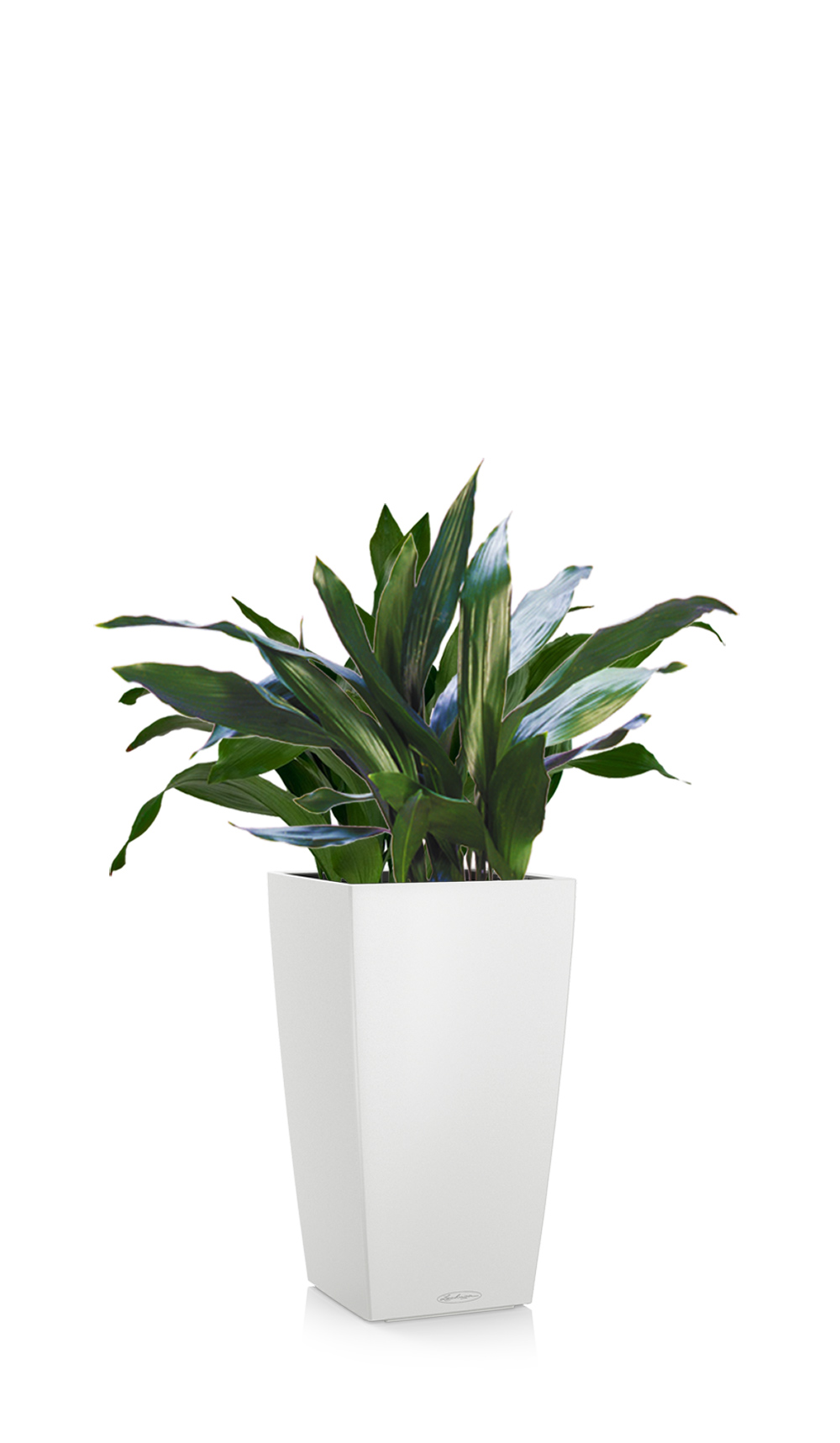 greenleaf_low light_aspidistra