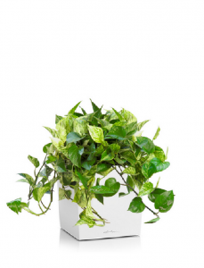 Pothos Marble Queen