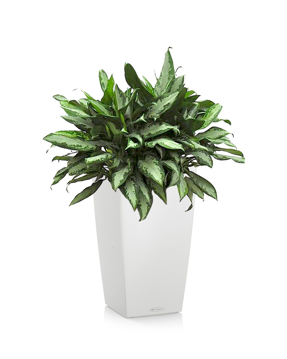 Aglaonema Silver Bay