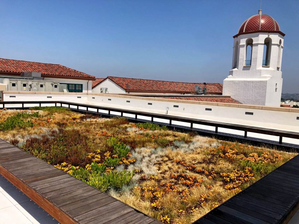 Drought tolerant garden for university rooftop