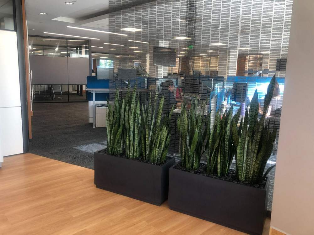 How Business Owners Can Use Plants to Entice Employees Back to the Workplace