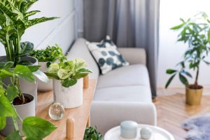 Top Six Best Air Filtering Houseplants According to NASA