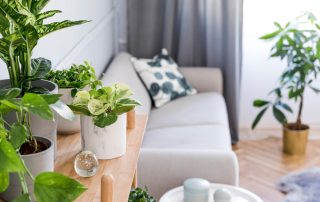 Top Six Best Air Filtering Houseplants According to NASA