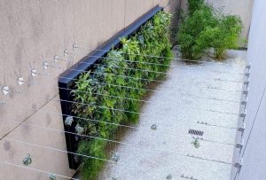 What are the Benefits of Green Walls