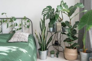 Urban Jungle Interior Design