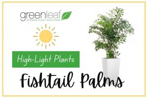 Fishtail Palms