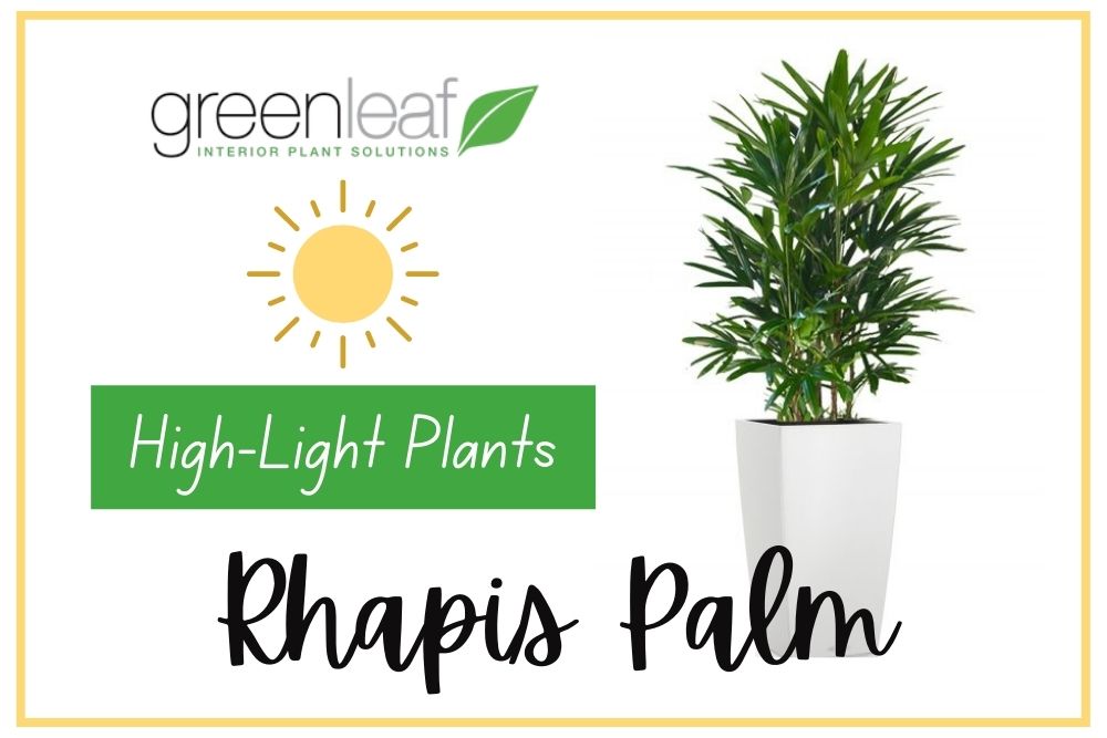 Rhapis Palm - Top Indoor High-Light Plants for Your Sunny Room