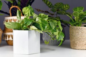 Pothos Marble Queen