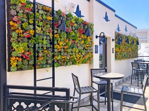 Birdseye Rooftop Bar Succulent living wall