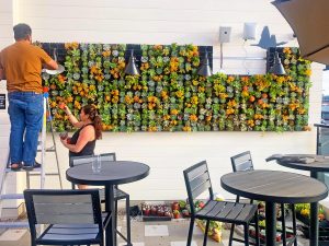 Birdseye succulent wall in progress