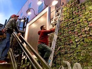 Birdseye succulent wall in progress