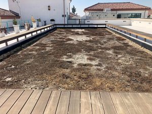 Live roof in Progress