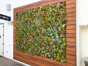 SDSU – Succulent Plant Wall cover