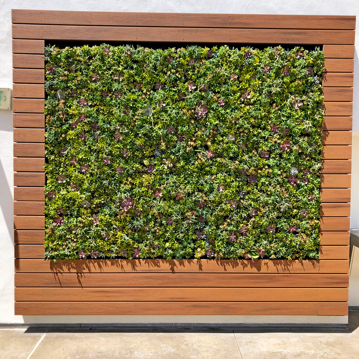 SDSU – Succulent Plant Wall