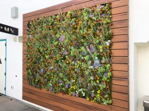 SDSU – Succulent Plant Wall