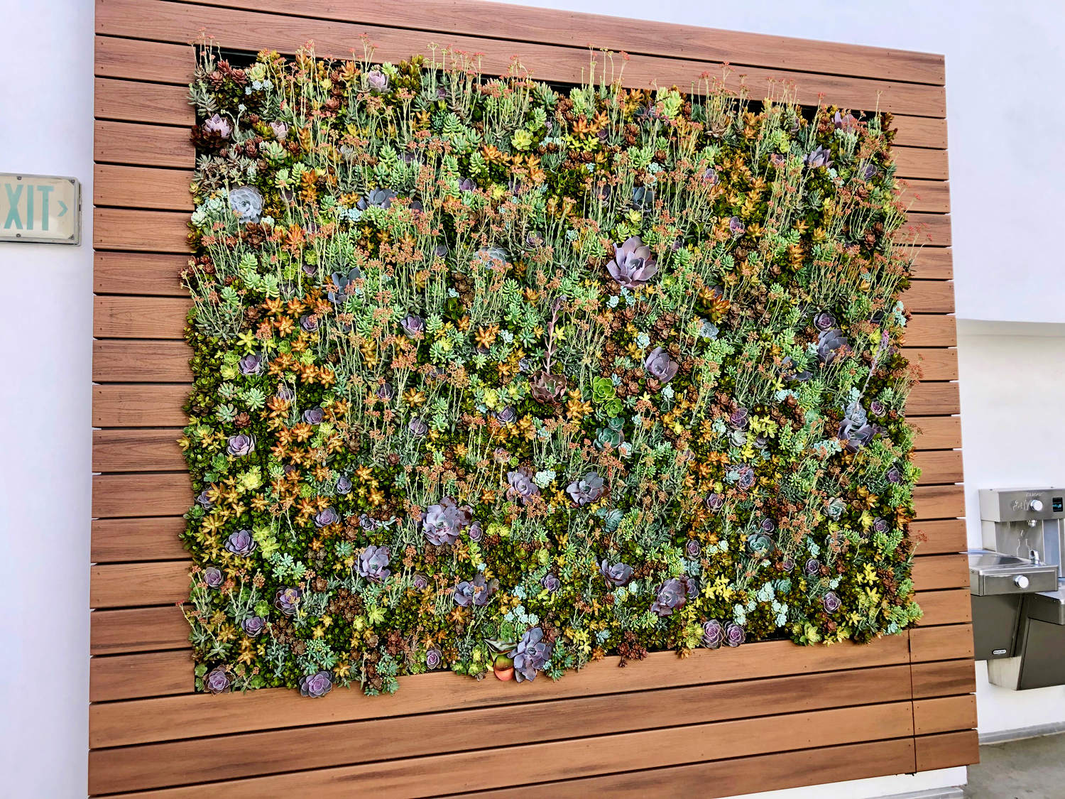 SDSU – Succulent Plant Wall