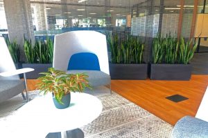 Office with Plants - The Secret to Happy Employees and Financial Gain San Diego Plant Care Services