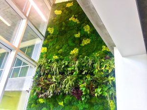 Things to Consider Before Installing a Live Plant Wall in your Business