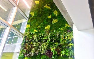 Things to Consider Before Installing a Live Plant Wall in your Business