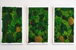 Low-Maintenance Elegance: Benefits of Preserved Moss Walls in Interior Design
