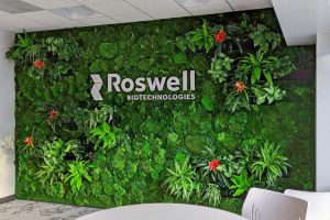 Reasons Why Your Office Needs a Living Wall