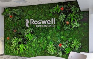 Reasons Why Your Office Needs a Living Wall