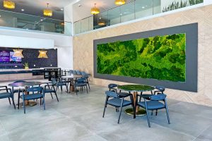 Do Preserved Moss Walls Need Water or Sunlight?