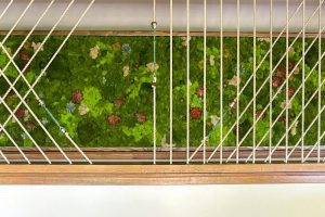 How to Choose Between Living Walls and Preserved Moss Walls for Your Space