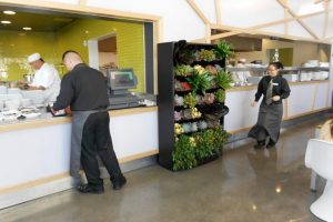 How to Incorporate Plant Therapy into Workspaces for Better Employee Well‑Being
