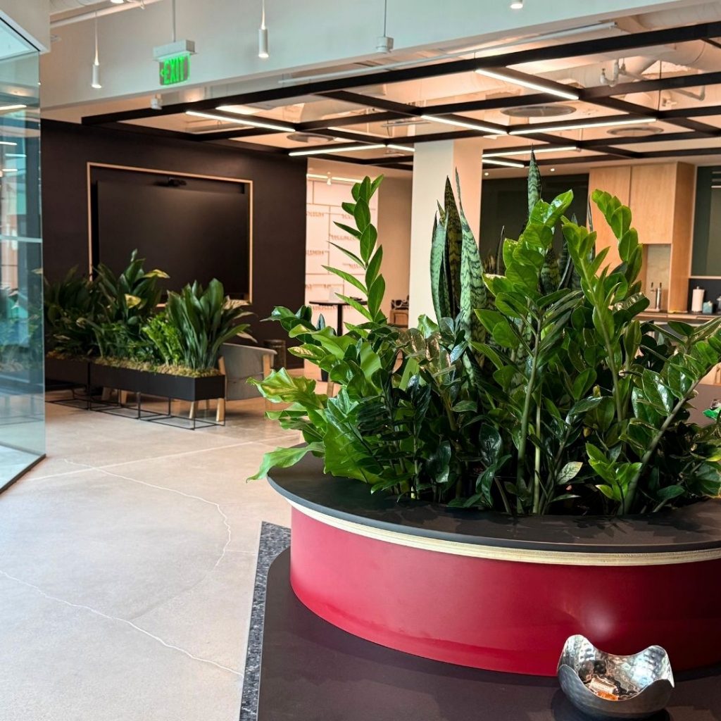 Custom live plants for interior office space