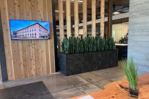 How to Choose Low-Light Office Plants That Still Look Full and Healthy