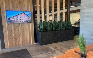 How to Choose Low-Light Office Plants That Still Look Full and Healthy