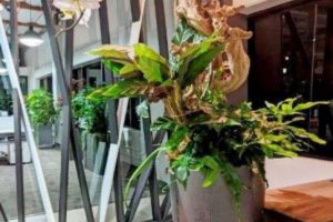 When to Replace Indoor Plants Instead of Trying to Revive Them