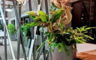 When to Replace Indoor Plants Instead of Trying to Revive Them